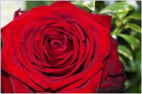 baccara rosen|baccarat rose.